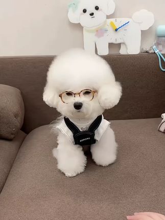 小狗狗百搭牛仔裤年新款宠物衣服泰迪比熊狗狗衣服秋冬 #百搭牛仔裤 #牛仔裤 #衣服 #宠物衣服 #宠物衣服推荐