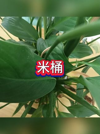 防虫密封米桶 #厨房收纳 #米箱推荐 #粮食储存 #居家好物 #密封容器