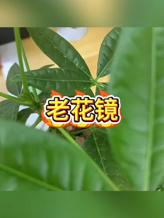 老花镜 #防蓝光 #超清镜片 #显年轻 #合金框架 #男女通用