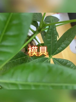 硅胶模具 #烘焙日记 #自制糕点 #厨房用品 #美食制作 #创意美食