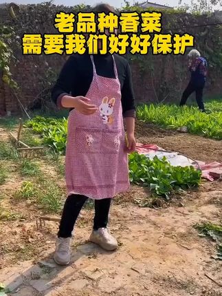 家里有空地的都可以种#速生香菜 #种子 #家庭种植