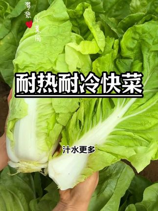 耐热耐冷的快菜现在南方北方都能种#快菜