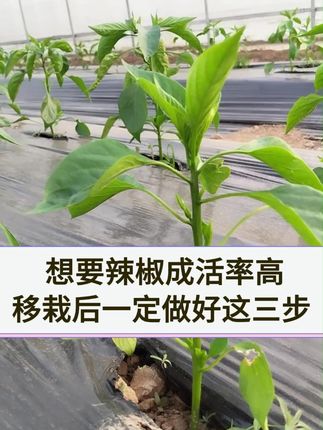 想要辣椒成活率高,移栽后一定做好这三步 #辣椒种植 #辣椒移栽 #辣椒灌根 #辣椒高产