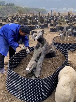 育苗控根器围栏树板塑料植树黑限阻根板花盆增提加高深螺丝底盘座 #控根器 #育苗控根器 #控根围栏 #控根器围树板 #围树板