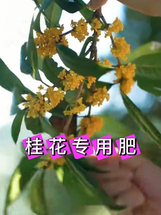 满树金灿灿的桂花,到底是怎么养出来的?方法就俩字:大胆!#桂花 #养花小知识 #养花 #花肥