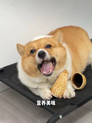 当狗子学会了钻牛角尖 #新手养狗 #萌宠好物 #狗狗磨牙棒 #狗狗风干牛角
