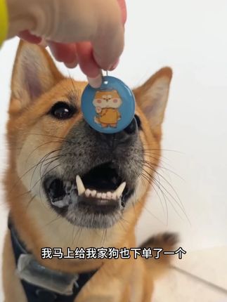 就这个9块9防丢牌,平时毛孩子贪玩走丢,有了它能大大降低走失 #宠物防丢牌 #68宠物防丢器 #狗丢了怎么办 #宠物丢失
