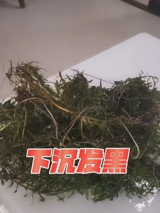 #河蟹养殖 #河蟹水草 发黑 黄根怎么办