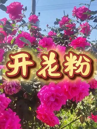 快速开花粉每15天用一次或者是撒在土里直接浇水,就可以让植物叶片油绿肥厚有光泽,开花满盆。 #花卉绿植 #好物推荐