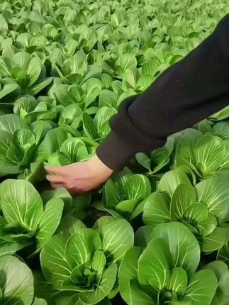 【黑叶苏州青青菜种子】家庭阳台小院盆栽地栽四季种植