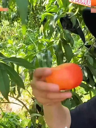 彩虹油蟠桃是吃货福音!硬吃脆甜爽口,软吃爆甜多汁,无需削皮直接啃,肉厚核小超实在,品质没话说。好吃到转圈,隔壁小宝扒着门看,库存见底,下单要趁早!#彩虹油蟠桃 #桃子熟了 #新鲜应季水果 #快来一起尝个鲜 #无限回购的宝藏单品