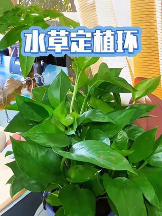 你只要养鱼,就千万不要错过这个水草定植环#水培植物 #养鱼人 #水族造景 #鱼缸里的大自然 #定植环
