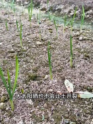 发酵腐熟稻谷壳 想要大蒜出苗快出苗齐,您试试我这个小技巧#种大蒜 #大蒜出苗齐出苗快 #稻谷壳 #发酵稻谷壳 #发酵稻壳
