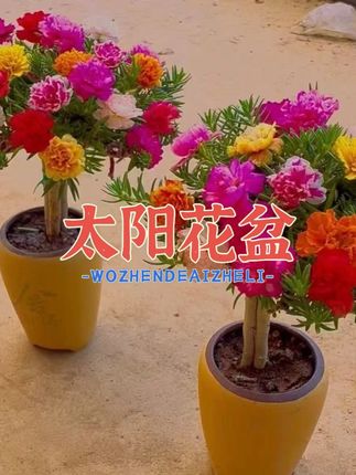 重瓣太阳花老桩多年生耐热花卉绿植阳台太阳花盆景造型 #太阳花盆 #太阳花盆景 #太阳花盆栽苗 #太阳花盆栽造型 #太阳花盆栽四季开花