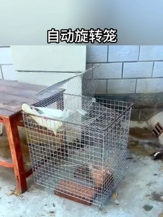 天落鸽子笼,信鸽用品,鸽子笼跳笼拼装,耐用防腐防锈撞门笼#笼子