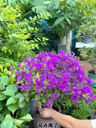 #立秋 开始过后,就要抓紧时间给家里的#花卉绿植 追施一波秋肥了,秋肥有利于植物一年中的长势#爱生活爱弄花,#羊类有机肥,#羊粪肥#养花小知识