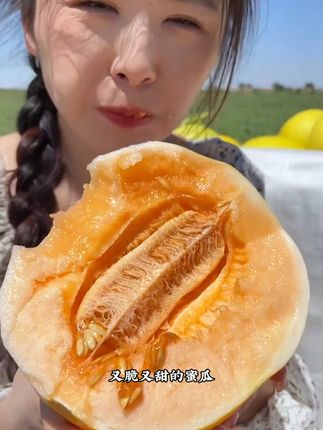 蜜瓜产地大丰收了!!便宜给您发一箱!#沙漠蜜瓜 #黄河蜜瓜 #蜜瓜 #民勤蜜瓜 #水果