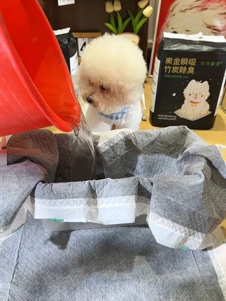 小狗也会憋不住跑过去尿,真是太可爱了#萌宠 #萌宠好物 #萌宠出道计划y