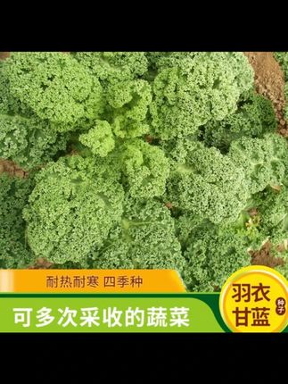 【羽衣甘蓝种子】家庭小院阳台抗寒耐冻四季盆栽地栽可食用 家庭小院阳台抗寒耐冻四季盆栽地栽可食用