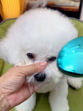 铲屎官每天都要给小狗狗梳毛,不然真的很容易打结10.8#宠物好物  #宠物梳子 #新手养宠