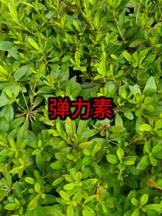 #卷发护理 #弹力素 #护发推荐