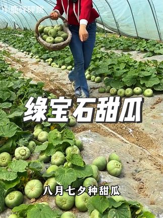 这款绿宝石甜瓜,非常适合新手小白去种植,不用过多管理,阳台花盆都可以种植#甜瓜种植 #绿宝石甜瓜
