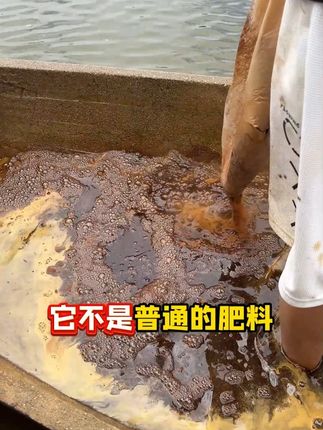 肥水肥鱼的利饵多肽#威立妙 #水产养殖 #鱼塘