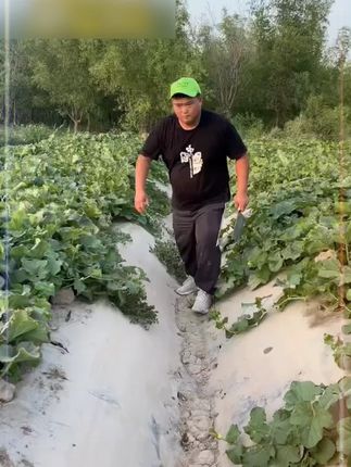 -头一次在网上买到这么香这么甜的哈密瓜,皮薄肉厚,脆甜多汁,真的巨好吃!#口感特别好 #哈密瓜 #脆甜多汁