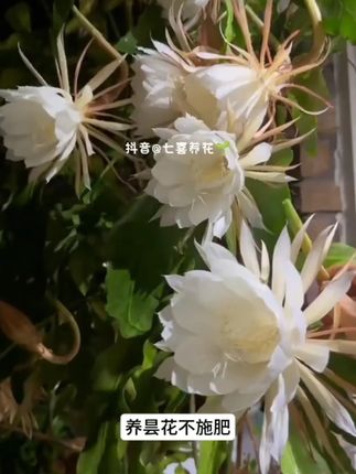昙花专用肥料韦陀花颗粒缓释肥室内外盆栽花卉植物琼花有机肥料_0710_2 养好昙花,肥料不可少,可以试试这款昙花专用肥,它富含多种微量元素,促进生长 #昙花 肥料#施肥 种植小技巧 #养护小知识