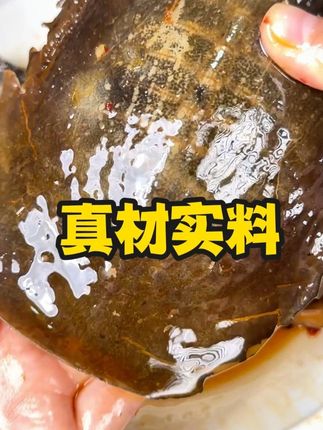 真材实料好味道#源头实力厂家 #肴师傅麻辣卤甲鱼 #网红卤甲鱼