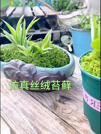仿真苔藓微景观假青苔不死草皮懒人造景免打理盆景铺面草庭院绿化#仿真苔藓 #微景观 #懒人植物 #庭院绿化 #盆景铺面