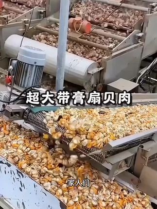 甑礼特大新鲜扇贝肉无泥无沙带膏带黄顺丰包邮 #新鲜扇贝肉 #无泥无沙 #带膏带黄 #顺丰包邮