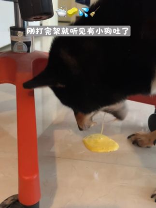 宠物家庭得做好日常消毒,狗狗不能说话,一生病什么检查都得做 #lysol宠物清洁喷雾 #宠物除臭喷雾 #宠物消毒液 #萌宠好物 #科学养宠攻略