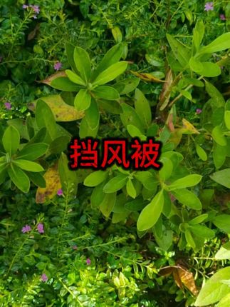 #挡风被 #电动车挡风被 #冬季挡风被