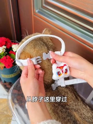 养猫养狗一定要戴好牵引绳,关键时候这可是保命绳!#牵引绳  #宠物胸背