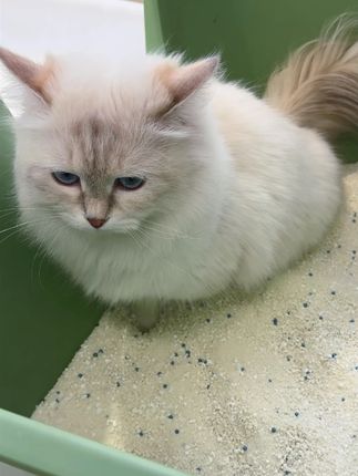 终于让我找到猫咪爱用的猫砂!王招财木薯砂谁用谁知道!#猫咪#猫条#记录猫咪日常#萌宠好物#养猫人