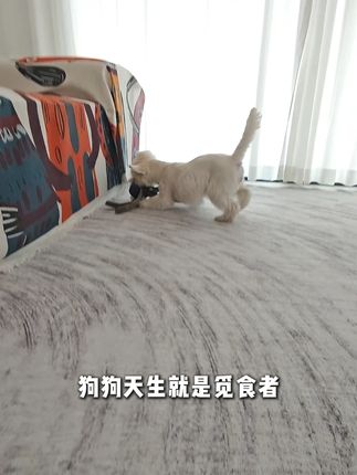 狗狗觅食天性大满足,这个大章鱼让它吃饱玩累躺平睡! #萌宠好物  #狗狗玩具推荐  #小狗解闷神器 #宠物玩具 #梅花脚宠物玩具