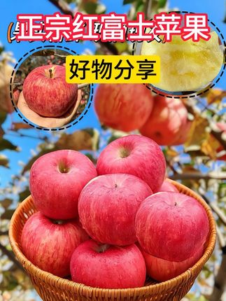 云南丑苹果看着丑吃着真甜!别看皮上有点“小雀斑”,一口下去脆甜爽口!日照足,温差大,自然长熟不催熟。丑是丑了点,但果肉脆嫩,汁水多到飙,甜得实实在在。咱吃的是味道,不是颜值。昭通丑苹果,丑得有道理,甜得够地道!#丑苹果 #又#丑苹果 ##又脆又甜果 #新鲜应季水果 ##口感特别好到#现摘现发新鲜到家