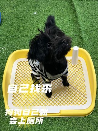 上厕所学习的过程中需要及时奖励哦 #狗厕所 #定点大小便 #馋嘴小怪兽