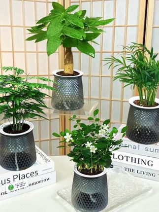 这二十多到手4颗绿植组合,不用浇水~连盆都配齐,也太合适啦! 家里摆放些绿植,生机勃勃的看着心情都舒畅~#室内盆栽   #净化空气