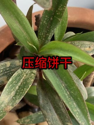 #压缩饼干 #应急食品 #户外干粮