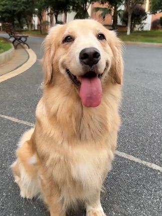 金熊猫咬不断耐咬P链P项圈中大型犬遛狗牵引绳P绳赛级防咬断#金熊猫P链 #中大型犬 #遛狗牵引绳 #耐咬P链 #防咬断