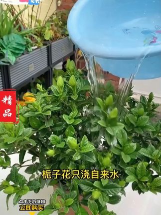 把水浇够,除了夏天、其他季节全日照,定期给土壤调酸 #养花小知识 #栀子花 #茶花 T