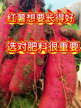 红薯要想长得好,选对肥料很重要#红薯高产管理技术 #增产增收 #正品直发