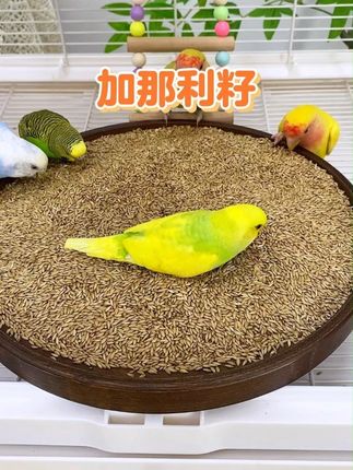 鹦鹉饲养必看!加那利子如何帮助爱鸟健康成长#手养鹦鹉 #加纳利子