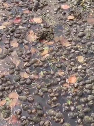 水产专用防护剂 鱼虾蟹安全除螺新选择 #水产专用防护剂# 鱼虾蟹安全除螺新选择