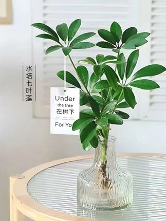 水培七叶莲,室内外绿植优选 #室内绿植 #室内外盆栽 #四季常青植物 #七叶莲 #室外绿植