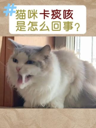 猫咪卡痰咳,是怎么回事?! #萌宠好物#萌宠出道计划#猫咪#科学养宠攻略#养猫人