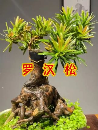 罗汉松叶子发黄枯萎掉叶怎么补救 #罗汉松 怎么养才能更旺盛#罗汉松盆景 黄叶掉叶补救方法#罗汉松养护 #罗汉松造型 #盆景