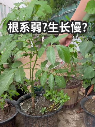 植物根系弱、生长慢咋办? 高活性速效型水溶肥一次见效!#水溶肥 #种菜种花 #黄叶烂根 #叶片发黄